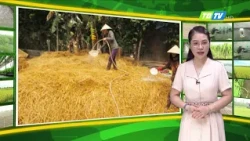 THỜI TIẾT NÔNG VỤ THÁI BÌNH 22/06/2025 - Thái Bình TV