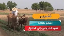 Tihama Rains Bring Farmers Back to the Fields