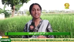 How farmers can protect paddy crops from pests...