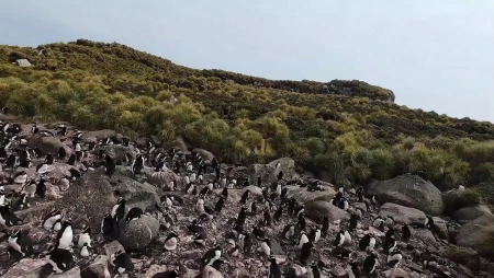 Erect-crested Penguins on Antipodes Island