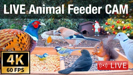 Bird Feeder Cam with Hedgehog Visits in Recke, Germany