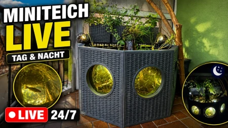 Minipond Live – Medaka and Sticklebacks in Outdoor Aquarium
