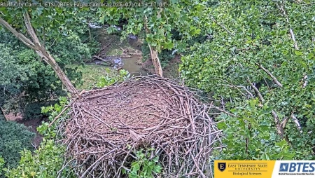 Bluff City Eagle Cam at ETSU