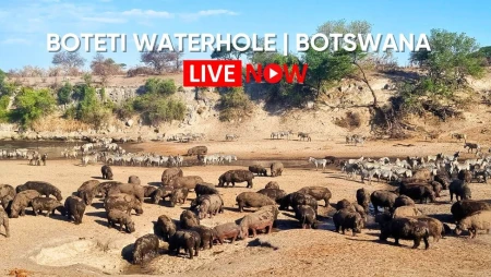 Camelthorn Waterhole Live: Zebras and Hippos in Botswana